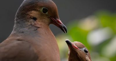 London Zoo welcomes rare Socorro doves